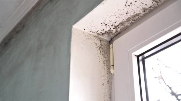 Best Local Mold Removal Service  in Canyonville, OR