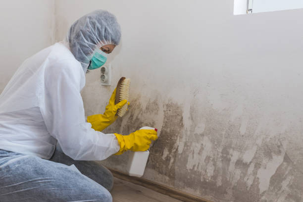 Best Crawl Space Mold Removal  in Canyonville, OR