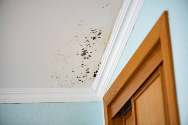 Best Attic Mold Removal  in Canyonville, OR