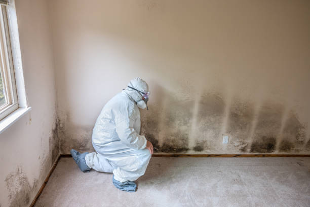 Best Emergency Mold Removal  in Canyonville, OR