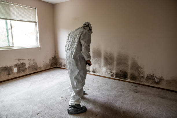 Best Mold Removal and Inspection  in Canyonville, OR