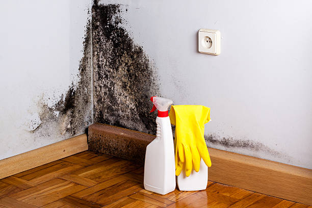 Best Commercial Mold Removal  in Canyonville, OR