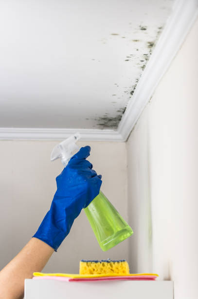 Attic Mold Removal in Canyonville, OR